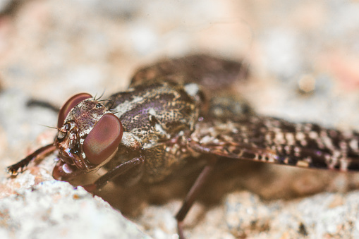 A macro shot of a tsetse fly on the ground