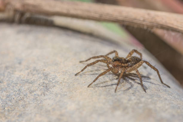istock Closeup shot of a spider on a rock texture 1439461006