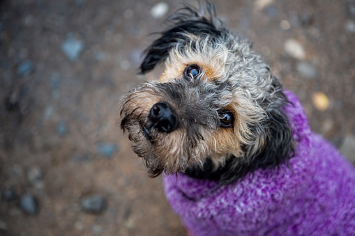 A closeup shot of a cute Yorkipoo standing on the ground