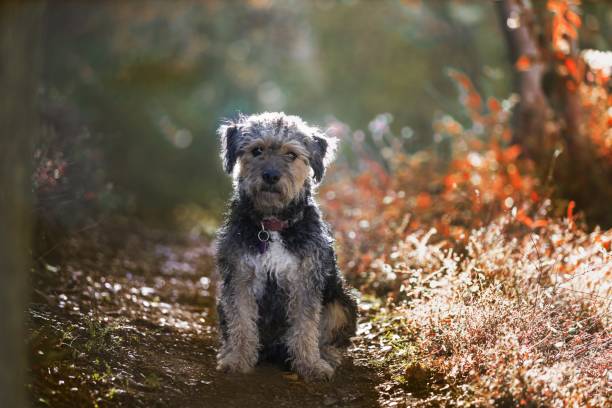 A cute Yokipoo standing in an autumnal park