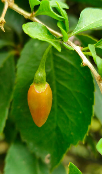 a semi ripe orange wolfberry hang on the branch a semi ripe orange wolfberry hang on the branch in the garden wolfberry stock pictures, royalty-free photos & images