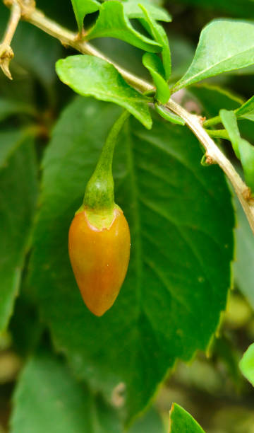 a semi ripe orange wolfberry hang on the branch a semi ripe orange wolfberry hang on the branch in the garden wolfberry berry berry fruit red stock pictures, royalty-free photos & images