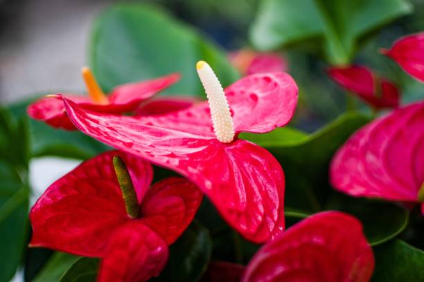 istock Selective focus shot of red anthurium flowers 1439462144