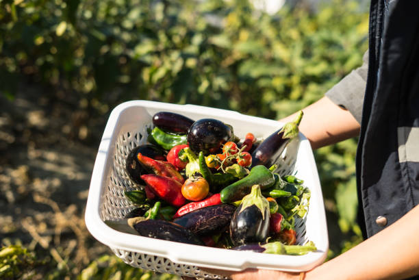 istock vegetables are in the white plastic basket from hobby garden focus on foreground horizontal still 1439462182