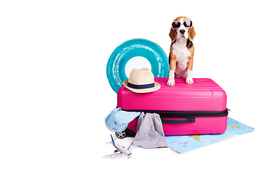 A beagle dog is going on a summer trip. A suitcase with things, an inflatable circle and other accessories for a vacation at sea on a white isolated background. Copy space