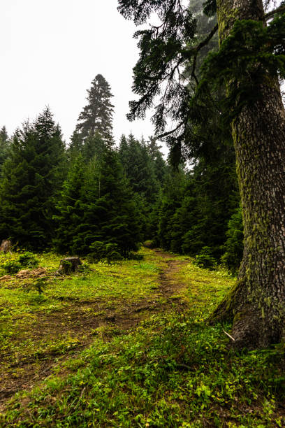istock Green slopes covered with fir trees 1439462355