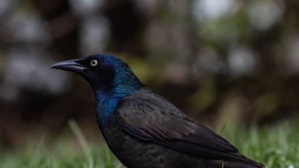 istock Selective focus shot of a magnificent raven on a grass-covered field with a blurred background 1439462805