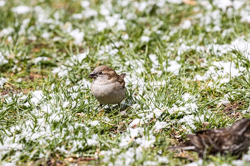 A selective focus shot of a beautiful small sparrow sitting on the grass-covered field