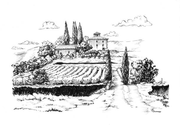 сельский пейзаж с виноградником - tuscany stock illustrations