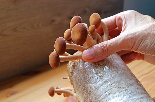Man's Hand Harvesting Growth Velvet Pioppini Mushroom or Yanagi-matsutake Grown as Houseplant