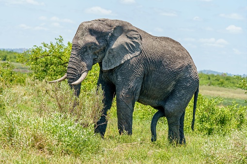 A closeup shot of an elephant walking in a green field during daylight