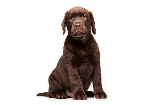 Portrait of cute dog, Labrador puppy calmly posing isolated over white studio background. Brown fur. Concept of motion, beauty, vet, breed, pets, animal life. Copy space for ad
