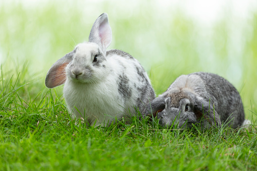 Two Little cute rabbit sitting on the grass. Bunny on green background. Summer day