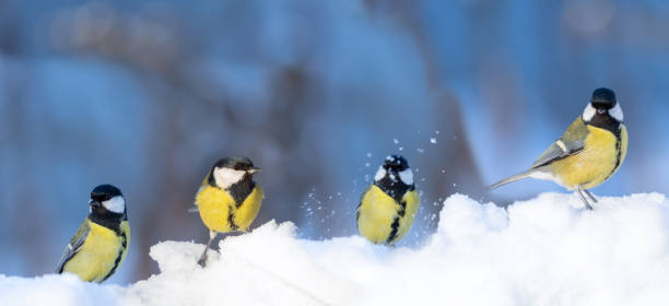 istock Group of little birds on snow. Great tit 1439466587