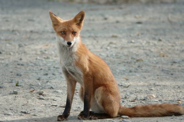 istock A Ezo red fox stopping on a gravel road 1439466658