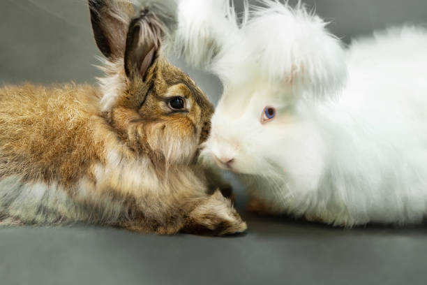 ふわふわの茶色と白のアンゴラのウサギの2匹のウサギが向かい合って座っています。 - アンゴラうさぎ ストックフォトと画像