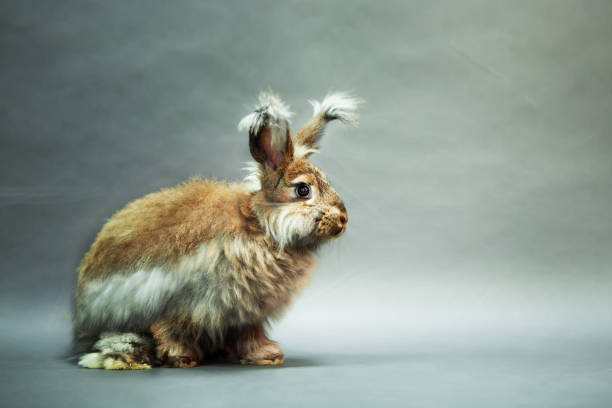灰色の背景にウサギの自然な色、アンゴラの品種。 - アンゴラうさぎ ストックフォトと画像