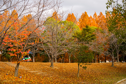 Osaka, Japan - December 10 2019 : Colorful Autumn view in Tsurumi Ryokuchi Park