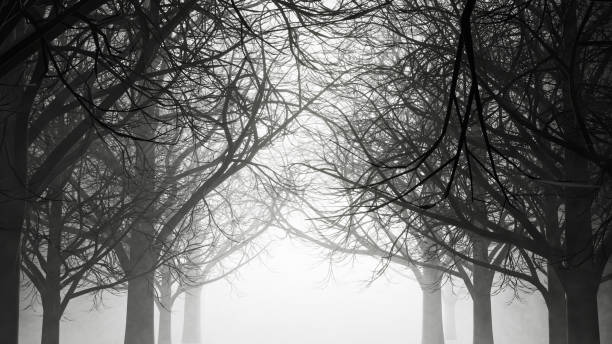 istock A walk in a dark, gloomy forest with fog and dust. 3D rendering illustration. 1439469632