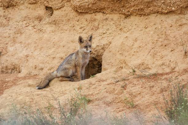 istock Selective focus of the Pampas fox sitting next to it's nest 1439470691