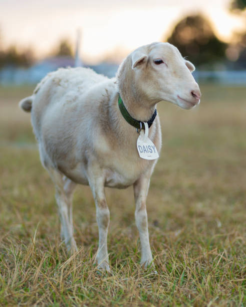 istock Daisy the sheep on a field 1439470951