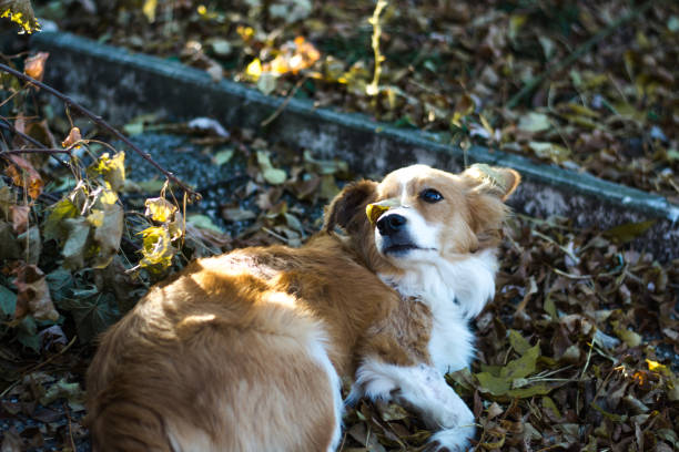 istock cute dog outdoors looking at you 1439472901
