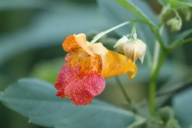 Photo of Closeup shot of a touch-me-not wildflower growing in Missouri