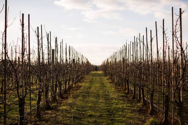 istock Bare apple orchards surrounded by greenery in a field under a cloudy sky and sunlight 1439474725