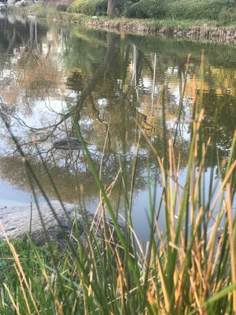 istock reflection of trees in natural pool 1439474840