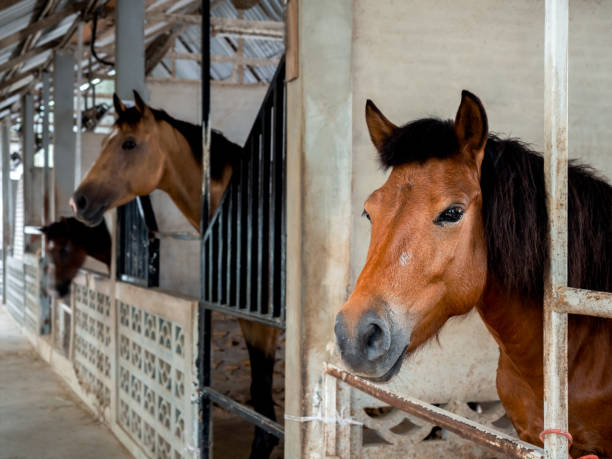 istock Brown horses standing in a stable locked cage, concrete building, looking at camera. 1439474918