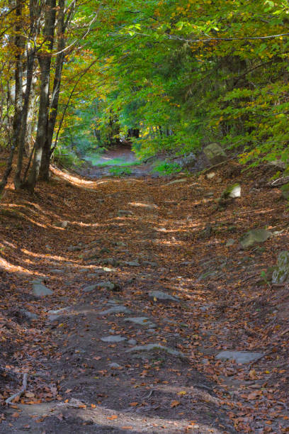 istock Warm colours on the woods in Autumn 1439475220