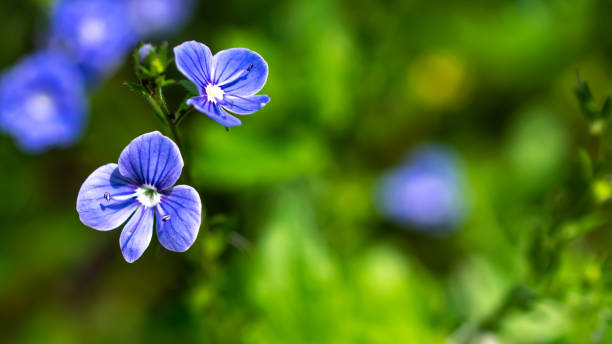 istock blue chamaedrys veronica flowers over green foliage background 1439475588