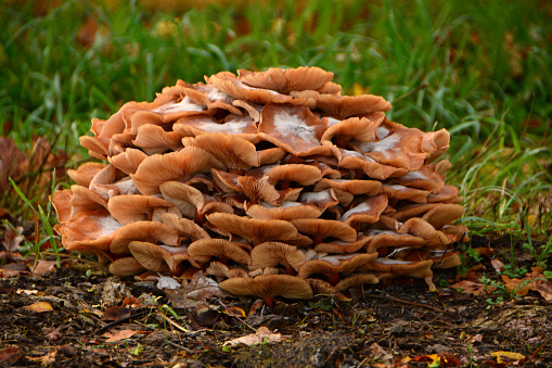 Large group of Armillaria ostoyae fungi ,in the family name of Physalacriaceae.