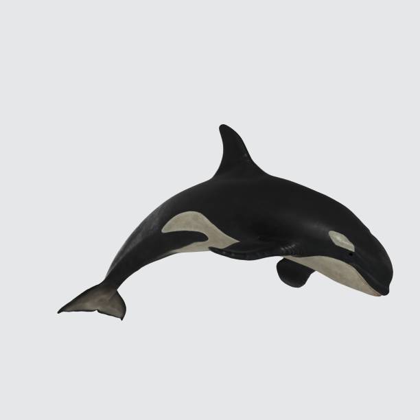 istock Illustration of a 3D rendering view of a killer whale on a white background 1439477528