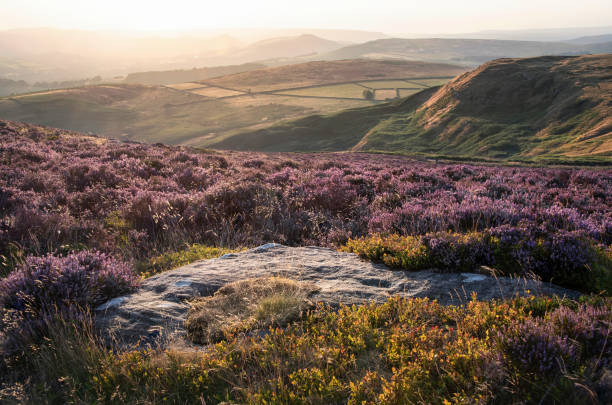 istock Absolutely beautiful sunset landscape image looking from Higger Tor in Peak District across to Hope Vally in late Summer with heather in full purple bloom 1439478861