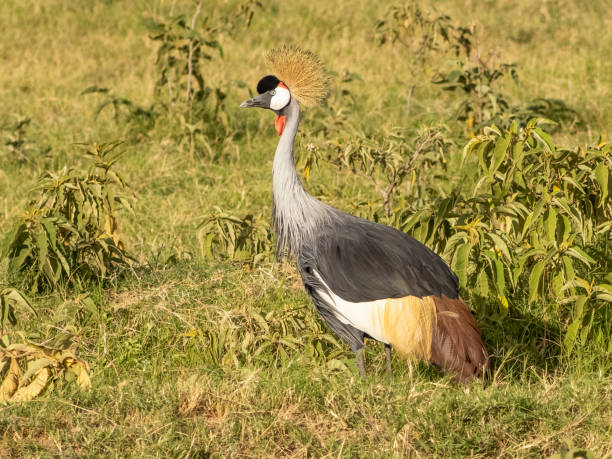 istock Kenya 2022 - Crowned Crane 1439479550