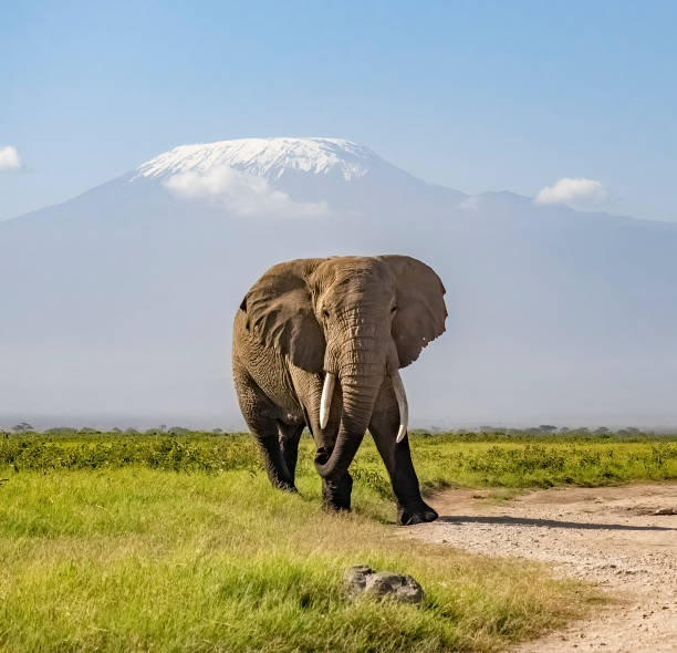istock Kenya 2022 - Elephant with Kilimanjaro in the background 1439479579