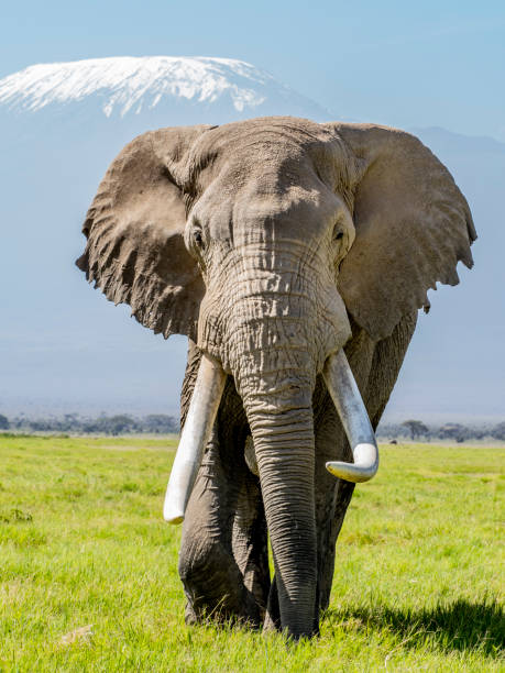 istock Kenya 2022 - Large male elephant 1439479596