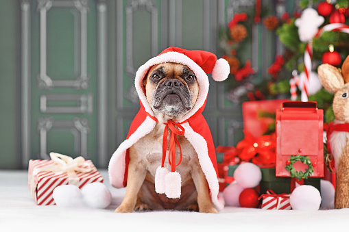 French Bulldog dog with Christmas Santa Claus cape in front of green wall with seasonal decoration