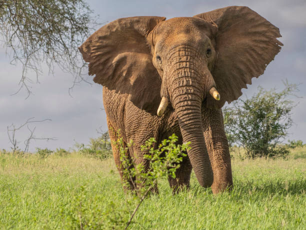 istock Kenya 2022 - Elephant flaring ears 1439480052