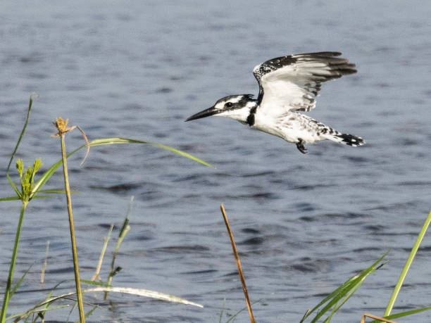 istock Kenya 2022 - Kingfisher Foot 1439480613