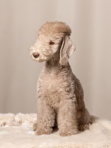 Charming liver-colored Bedlington Terrier puppy sits on a fur bed on a beige background