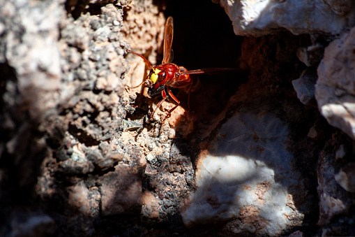 Frontal Close-up of a European hornet building their nest. Vespa crabro close up. Macro photo with selective focus. Hornet deepens nest
