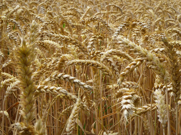 Ready to harvest A field of wheat ready for harvest ashdown forest photos stock pictures, royalty-free photos & images