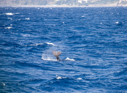 The tail of a baby sperm whale hitting the surface of the sea trying to signal to its mother who has been below hunting for food for a long time.