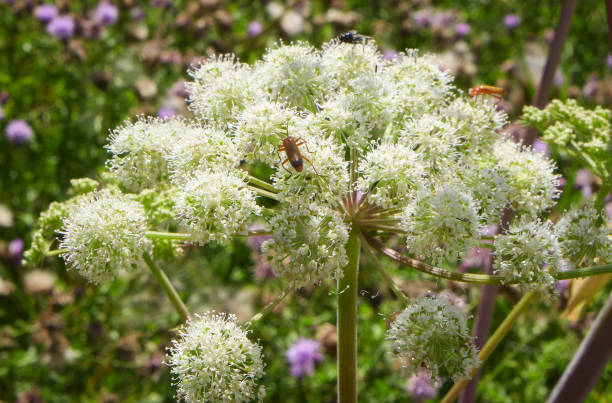 On duty Common red soldier beetles roaming on hogweed, one of the most common places to find them in the Summer. ashdown forest photos stock pictures, royalty-free photos & images