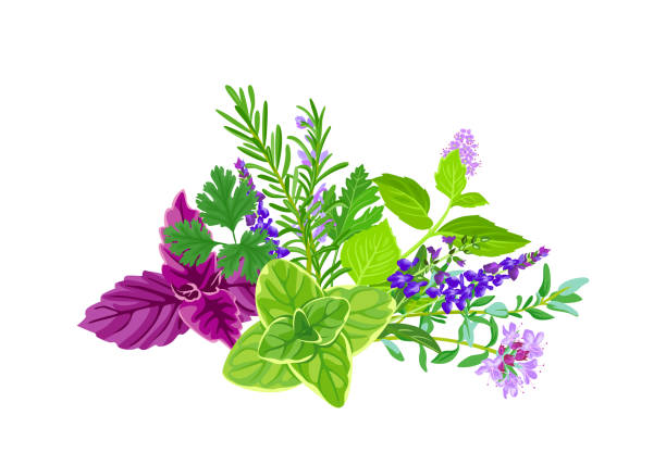ilustrações, clipart, desenhos animados e ícones de ervas aromáticas frescas e especiarias isoladas em fundo branco. ilustração de desenho animado vetorial. - parsley herb leaf herbal medicine