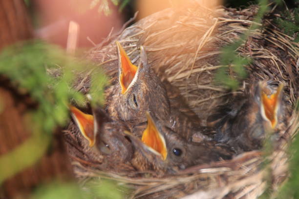 a bird's nest with young birds