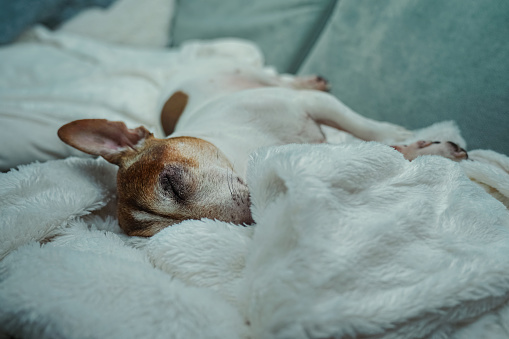 Cute small dog jack russell terrier sleeping on fluffy white blanket covering sofa in living room