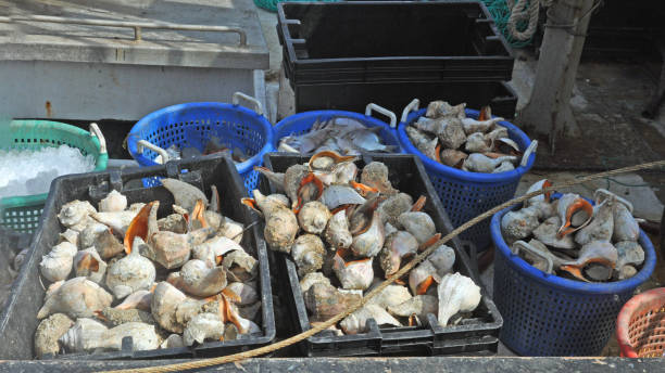 istock Fishing boat unloading a morning catch of Conch Shell fish-Cape Cod, Massachusetts 1439484937
